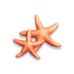 bikini-paradise-symbol-starfish